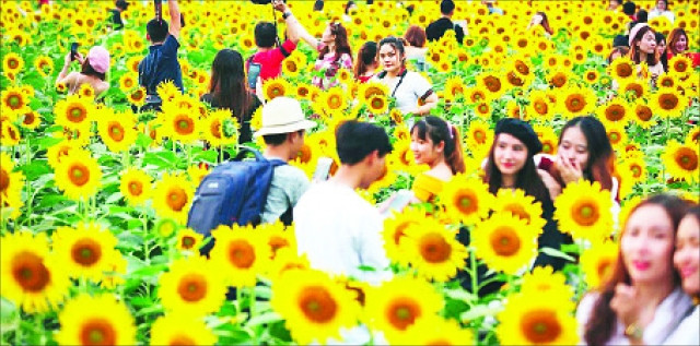 Vườn hướng dương ở Thủ Đức thu hút khách vào dịp cuối tuần.
