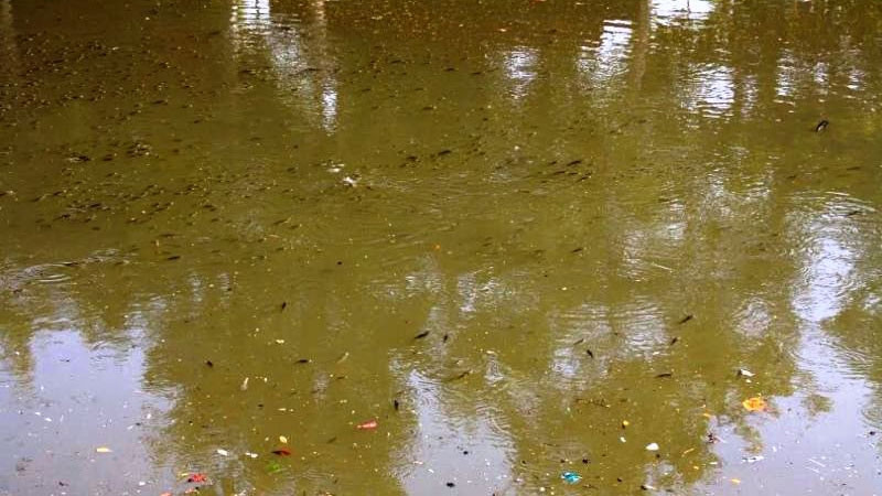 Nhiều loài cá nhỏ bơi lờ đờ theo đám trên dòng nước sông bẩn đục.