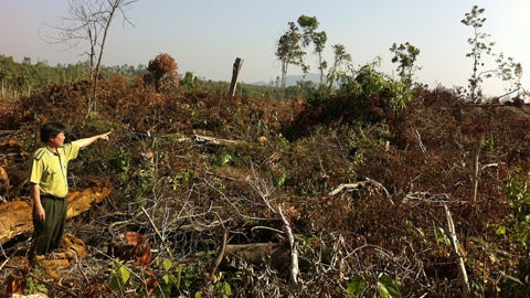 . Rừng tại xã Trường Xuân, huyện Đác Song, tỉnh Đác Nông bị người dân chặt phá, lấn chiếm trái phép.