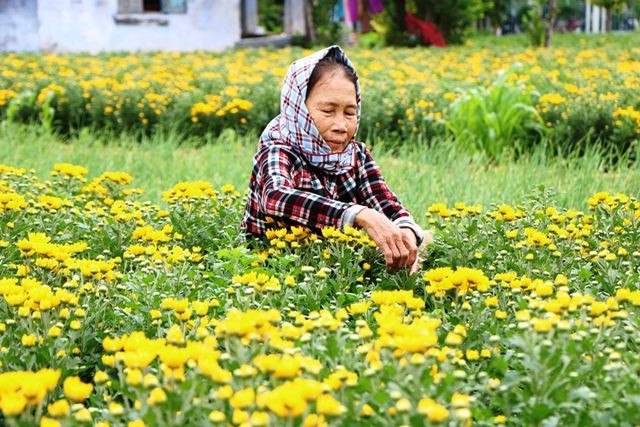 Bà Nguyễn Thị Hai ở KP6, phường Mỹ Bình, TP Phan Rang - Tháp Chàm (Ninh Thuận) chăm sóc vườn hoa cúc vàng đang nở.