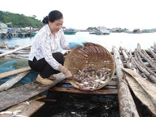 Nuôi cá lồng bè ở đảo Nam Du.