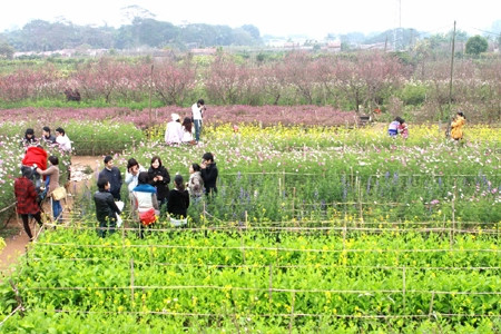 Để có bức ảnh đẹp, các bạn trẻ phải lội xuống những vườn hoa...