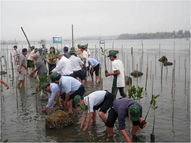Trồng rừng ngập mặn tại vùng đầm phá Thừa Thiên - Huế.