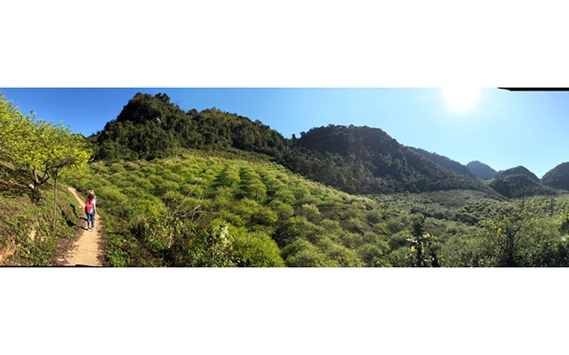 Vẻ đẹp hoang sơ của thung lũng Mu Náu với cánh rừng nguyên sinh và những gốc mận già.