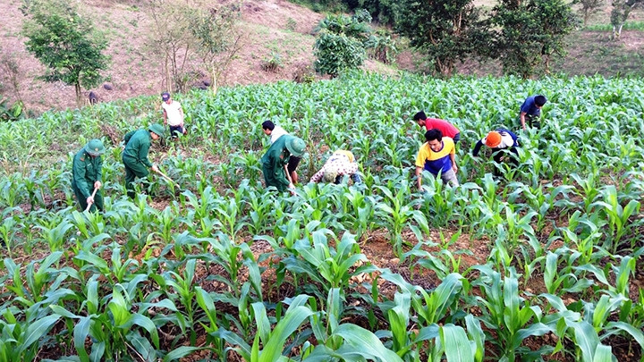 Cán bộ, chiến sĩ Ðồn Biên phòng cửa khẩu Hồng Vân (huyện A Lưới) giúp dân sản xuất ngô.