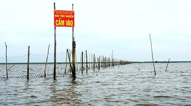 Doanh nghiệp bao ví Bãi Bồi, Cà Mau nuôi sò huyết cản trở giao thông đường thủy, thu hẹp không gian kiếm sống của dân nghèo. 