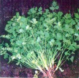 Vị thuốc dân gian từ rau thơm