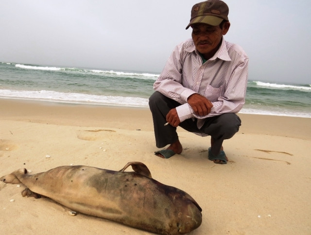 Xác cá voi dạt vào bãi biển Ngư Thủy Bắc.