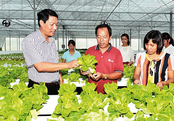 Mô hình trồng rau công nghệ cao tại xã Yên Mỹ, huyện Thanh Trì. Ảnh: THÁI HIỀN