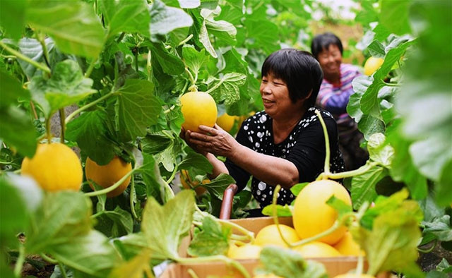 Nông dân tỉnh Hà Bắc (Trung Quốc) thu hoạch nông sản. Ảnh TÂN HOA XÃ