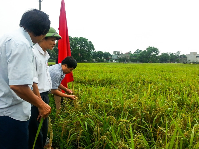 Mô hình sản xuất giống siêu lúa NPT3 tại xã Đồng Phú, huyện Chương Mỹ, TP Hà Nội.