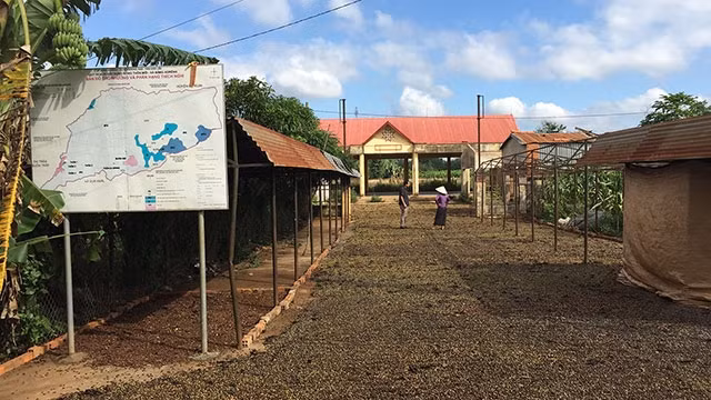 Một số hộ dân tận dụng chợ làm sân phơi cà-phê.