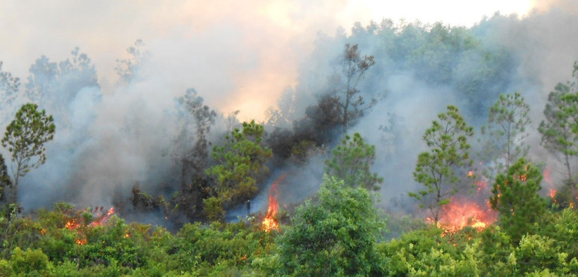 Giữa trưa, ngọn lửa trùm lên khu rừng thông tại xã Thanh Trạch, huyện Bố Trạch (Quảng Bình).
