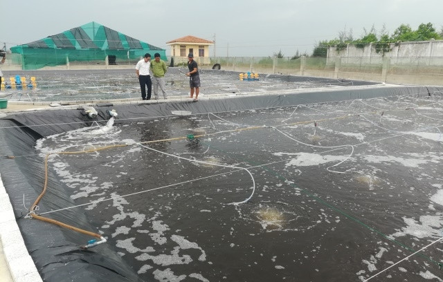 Mô hình nuôi tôm công nghệ cao ở xã Quỳnh Thọ (huyện Quỳnh Lưu, tỉnh Nghệ An).