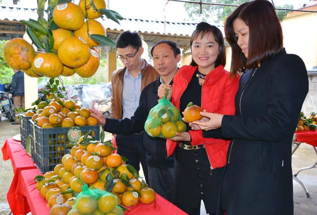 Cam Lục Yên mỗi năm được cung cấp ra thị trường hơn 2.000 tấn quả tươi.