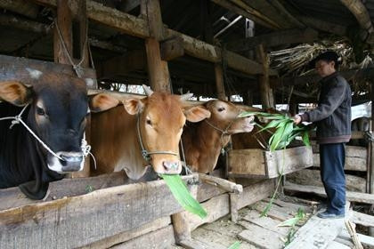 Nhờ nuôi bò, gia đình ông Mùa Mí Sèo ở thị trấn Mèo Vạc (Hà Giang) đã thoát nghèo, từng bước làm giàu. Ảnh: AN THÀNH ÐẠT