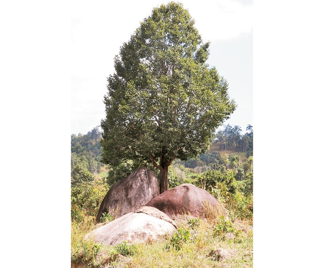 Nhớ bóng cây kơ-nia... 