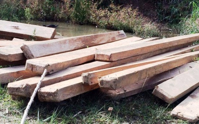 Gỗ samu tập kết bên suối khu vực thuộc địa bàn xã Mường Típ.