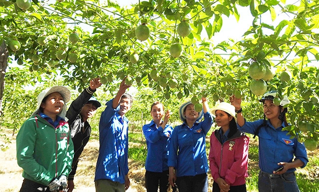 Đoàn viên thanh niên Ninh Thuận tham quan mô hình trồng cây chanh dây (cho thu nhập mỗi năm gần 200 triệu đồng) của anh Trương Tự Trị ở huyện Bác Ái. 