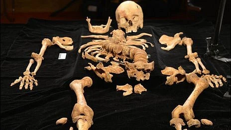 Hài cốt vua Richard III.