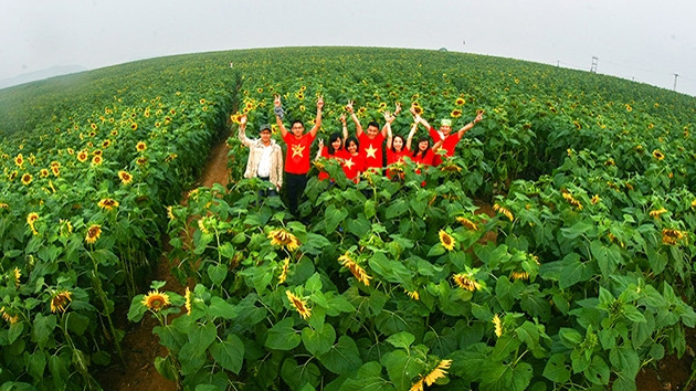 Mỗi vụ hoa nở rộ kéo dài từ 10 đến 15 ngày, hoa được trồng từ hai đến ba vụ, mỗi vụ cách nhau khoảng 75 đến 80 ngày.