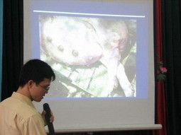 Thạc sỹ Nguyễn Văn Long giới thiệu
các biểu hiện nhiễm bệnh tai xanh.