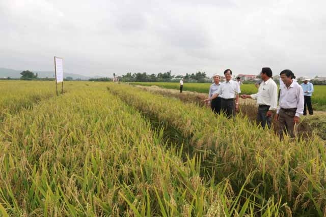 Cánh đồng sản xuất giống lúa lai F1 ở huyện Đại Lộc.