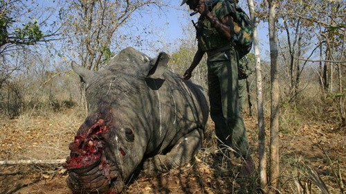 Tê giác bị giết lấy sừng ở Kenya.