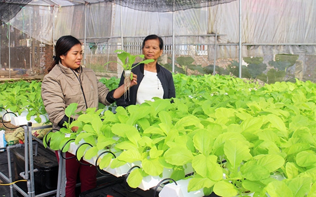  Sản xuất rau an toàn ứng dụng công nghệ cao tại xã Dương Thành, huyện Phú Bình (Thái Nguyên). Ảnh: TRINH AN