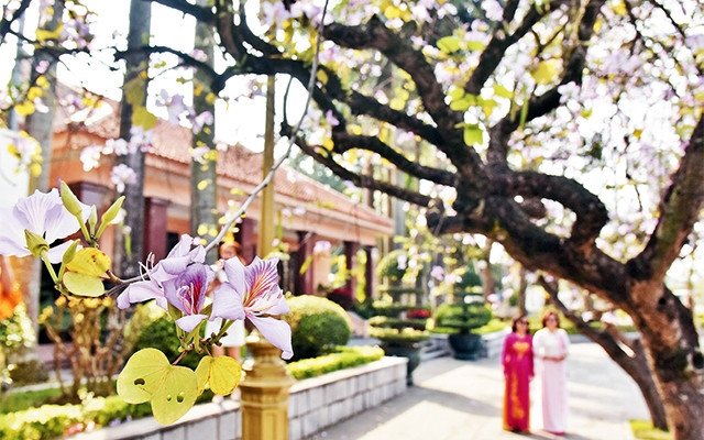  Hoa ban khoe sắc giữa trời xuân Hà Nội