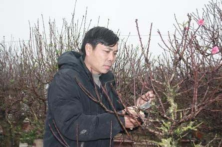 Anh Lê Hàm chăm sóc đào thất thốn.