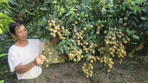 Nông dân xã An Vĩ, huyện Khoái Châu, Hưng Yên thu hoạch nhãn chín muộn, thu hơn 400 triệu đồng/ha/năm.