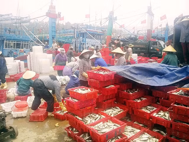 Khu neo đậu Quỳnh Lập.