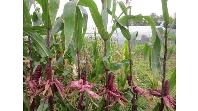 Ngô nếp tím lai NT141 được Trung tâm Ươm tạo công nghệ nông nghiệp, Học viện Nông nghiệp Việt Nam, một trong những đơn vị được sự tài trợ của Bỉ về hợp tác phát triển, nghiên cứu sản xuất (Ảnh: CATI).