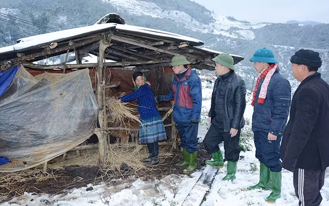 Cán bộ huyện Trạm Tấu hướng dẫn người dân bản Khấu Ly, xã Bản Mù cách che chắn chuồng và chăm sóc đàn bò khi trời rét.
