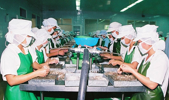 Bộ Nông nghiệp và Phát triển nông thôn đang hoàn thiện các cơ chế, chính sách pháp luật trong quản lý an toàn thực phẩm thủy sản xuất khẩu. Trong ảnh: Chế biến thủy sản tại Công ty xuất khẩu Thủy sản 