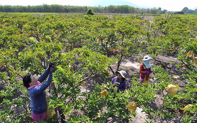 Trồng na tập trung theo tiêu chuẩn VietGAP tại xã Tân Hưng, huyện Tân Châu (Tây Ninh). Ảnh: NGUYỄN ÐĂNG