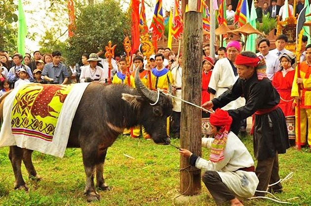 Vẫn còn hiện tượng chém trâu ở lễ hội đền Chín Gian (Nghệ An)