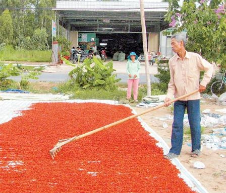 Nhọc nhằn nghề ớt.