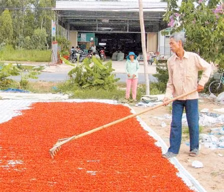 Nhọc nhằn nghề ớt.