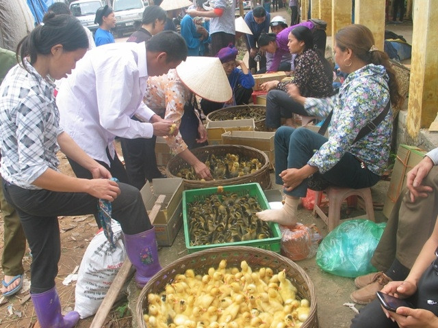 Giống gà, vịt được bán tran lan tại chợ Bản Ngà, Gia Cát (Cao Lộc). 