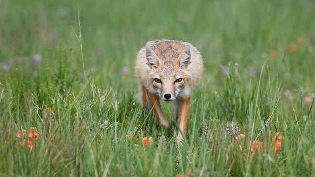 Cáo chạy nhanh ở Canada.