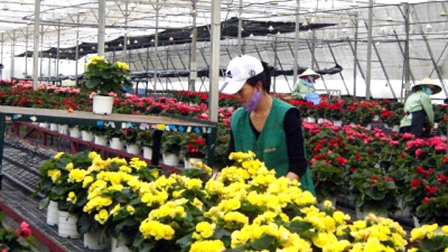 Sản xuất hoa cao cấp xuất khẩu tại Dalat Hasfarm.