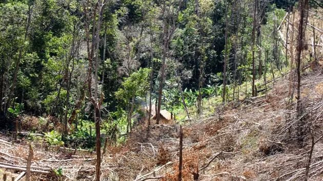 Rừng phòng hộ Đác Đoa bị người dân phá làm rẫy. ( tháng 2-2012)