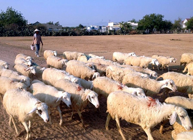 Chăn nuôi cừu ở tỉnh Ninh Thuận.