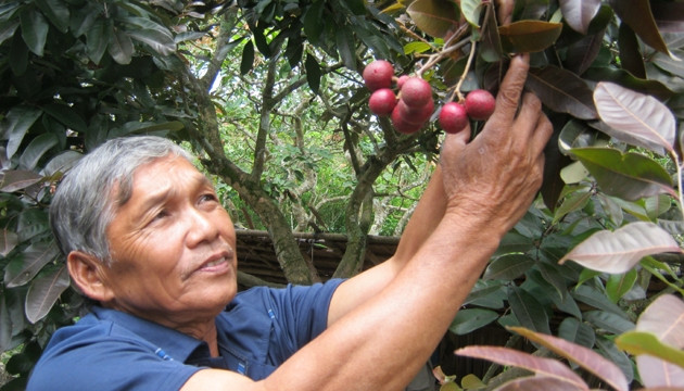 Ông Trần Văn Huy với vườn nhãn tím