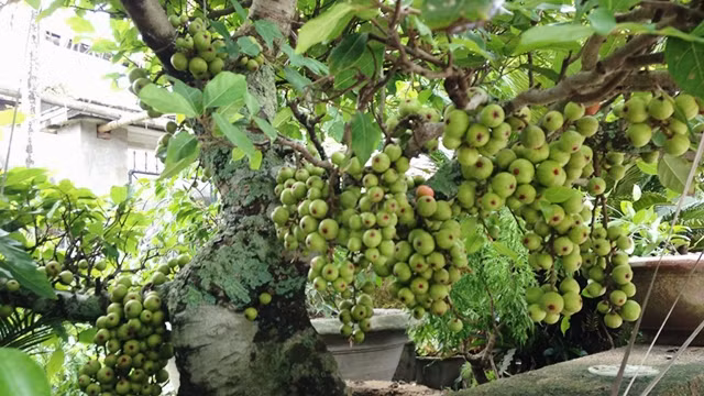 Sung muối của mạ