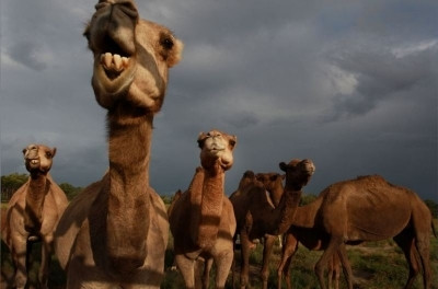 Lạc đà trong một trang trại sữa lạc đà của Australia tháng 4-2016. Ảnh: Getty