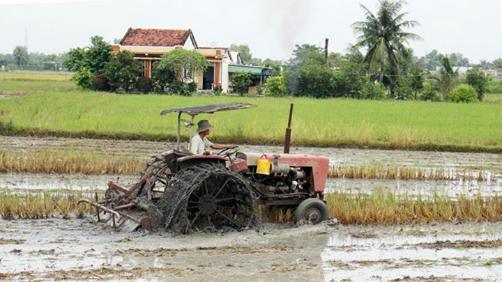 Nông dân huyện Cần Ðước (Long An) làm đất gieo cấy vụ lúa đông xuân. Ảnh: HỒNG PHONG