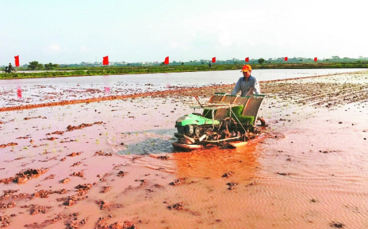 Cấy lúa bằng mạ khay, máy cấy tại xã Đại Thắng.